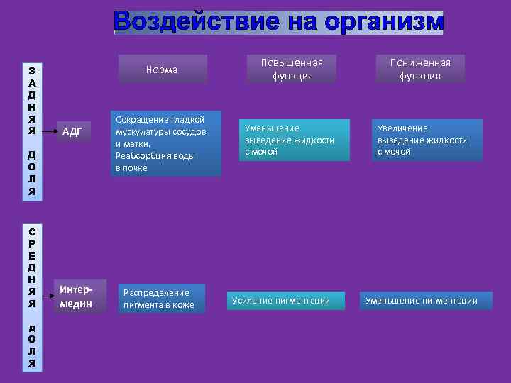 З А Д Н Я Я Норма АДГ Д О Л Я С Р