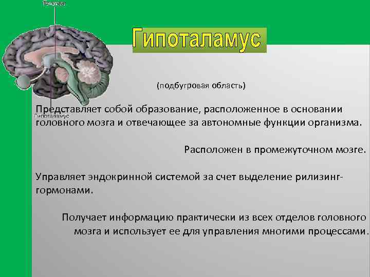 Обмен веществ промежуточный мозг. Подбугровая область промежуточного мозга. Подбугровая область (гипоталамус. Надбугрова область промежутосного мозга. Функции подбугровой области.