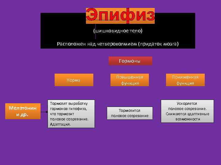 (шишковидное тело) Расположен над четверохолмием (придаток мозга) Гормоны Норма Мелатонин и др. Тормозят выработку