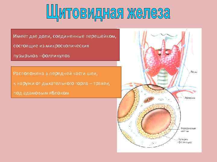 Имеет две доли, соединенные перешейком, состоящие из микроскопических пузырьков - фолликулов Расположена в передней