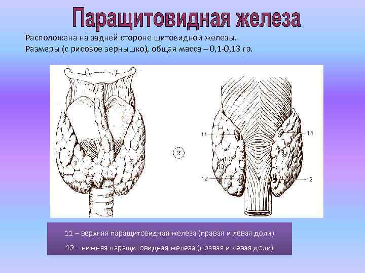 Расположена на задней стороне щитовидной железы. Размеры (с рисовое зернышко), общая масса – 0,