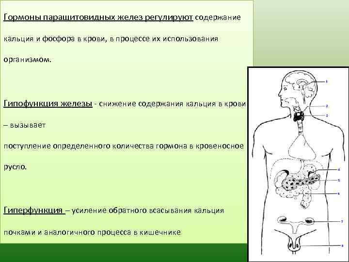 Железы регулирующие работу других желез