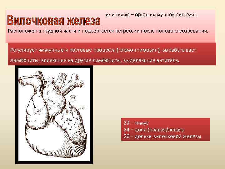 или тимус – орган иммунной системы. Расположен в грудной части и подвергается регрессии после
