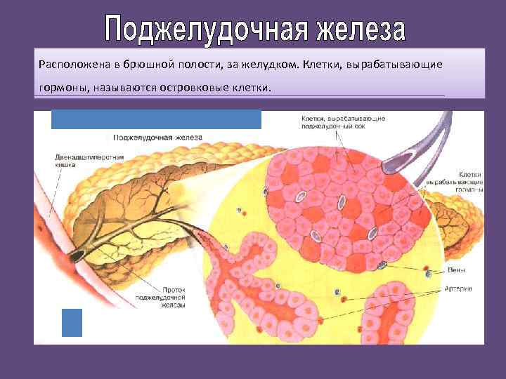 Расположена в брюшной полости, за желудком. Клетки, вырабатывающие гормоны, называются островковые клетки. 