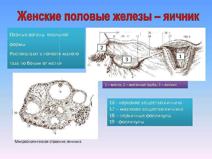Парные органы овальной формы Располагают в полости малого таза по бокам от матки 2