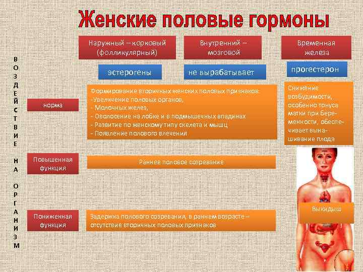 Наружный – корковый (фолликулярный) В О З Д Е Й С Т В И