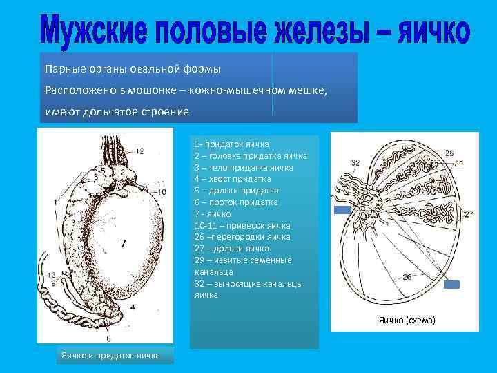 Парные органы овальной формы Расположено в мошонке – кожно-мышечном мешке, имеют дольчатое строение 7