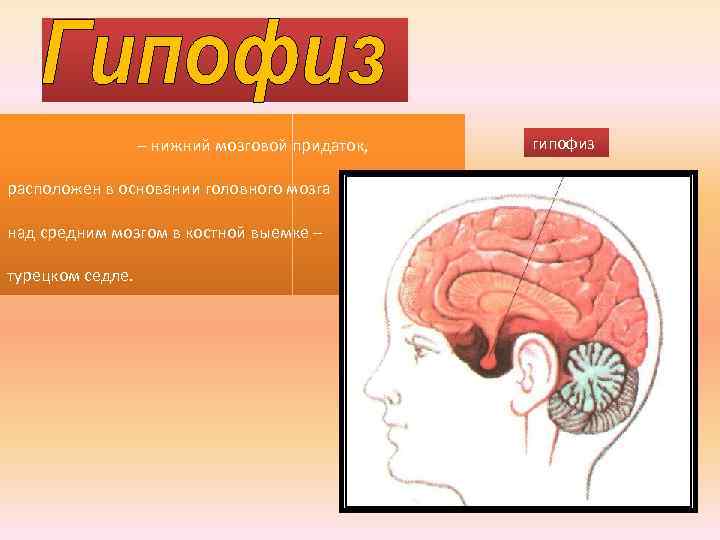 – нижний мозговой придаток, расположен в основании головного мозга над средним мозгом в костной