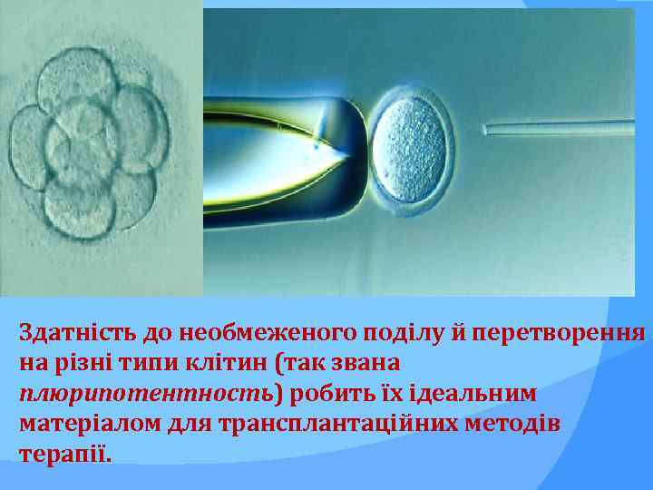 Здатність до необмеженого поділу й перетворення на різні типи клітин (так звана плюрипотентность) робить