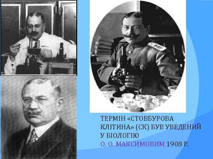 ТЕРМІН «СТОВБУРОВА КЛІТИНА» (СК) БУВ УВЕДЕНИЙ У БІОЛОГІЮ О. О. МАКСИМОВИМ 1908 Р. 