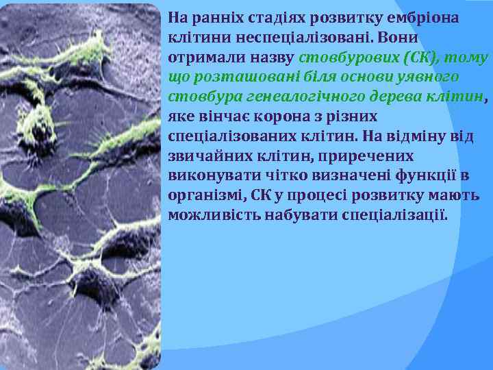 На ранніх стадіях розвитку ембріона клітини неспеціалізовані. Вони отримали назву стовбурових (СК), тому що