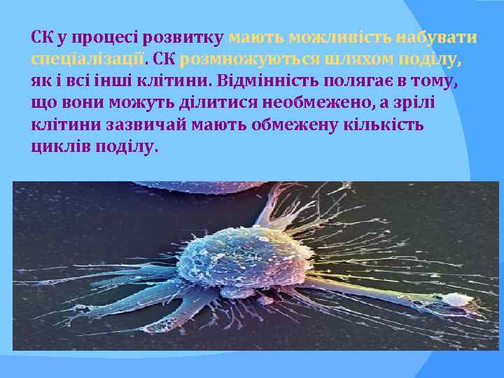 СК у процесі розвитку мають можливість набувати спеціалізації. СК розмножуються шляхом поділу, спеціалізації як