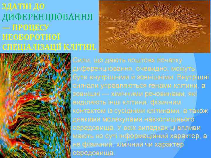 ЗДАТНІ ДО ДИФЕРЕНЦІЮВАННЯ — ПРОЦЕСУ НЕОБОРОТНОЇ СПЕЦІАЛІЗАЦІЇ КЛІТИН. Сили, що дають поштовх початку диференціювання,