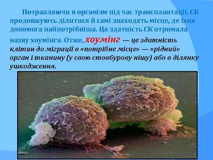 Потрапляючи в організм під час трансплантації, СК продовжують ділитися й самі знаходять місце, де