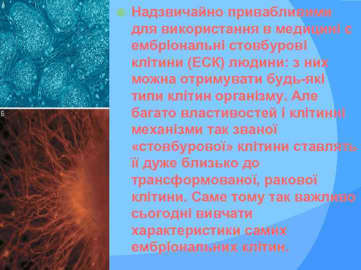  Надзвичайно привабливими для використання в медицині є ембріональні стовбурові клітини (ЕСК) людини: з