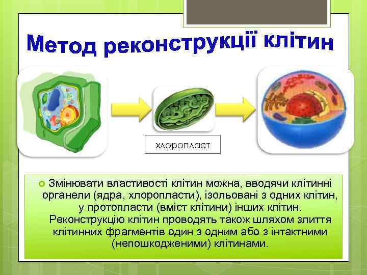 хлоропласт Змінювати властивості клітин можна, вводячи клітинні органели (ядра, хлоропласти), ізольовані з одних клітин,