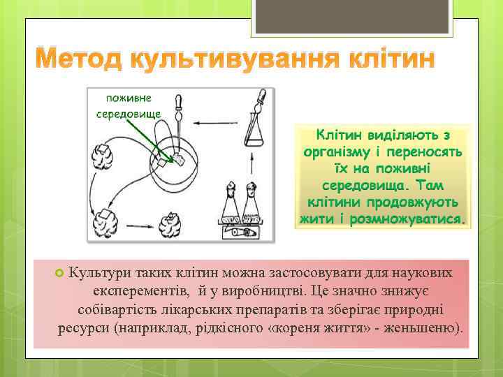 Метод культивування клітин Культури таких клітин можна застосовувати для наукових експерементів, й у виробництві.