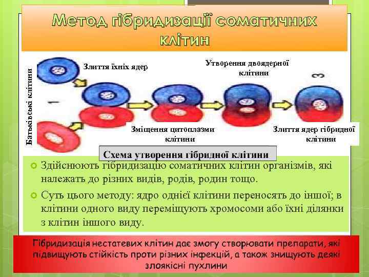 Батьківські клітини Метод гібридизації соматичних клітин Злиття їхніх ядер Утворення двоядерної клітини Зміщення цитоплазми