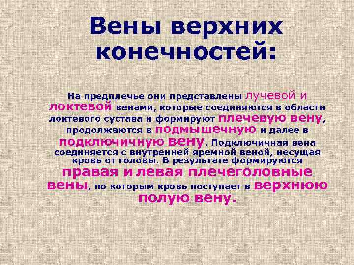 Вены верхних конечностей: На предплечье они представлены лучевой и локтевой венами, которые соединяются в