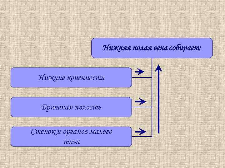 Нижняя полая вена собирает: Нижние конечности Брюшная полость Стенок и органов малого таза 
