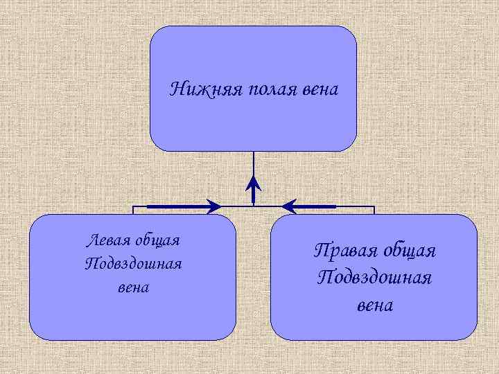 Нижняя полая вена Левая общая Подвздошная вена Правая общая Подвздошная вена 