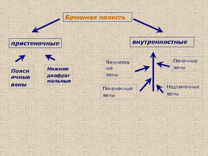Брюшная полость внутренностные пристеночные Поясн ичные вены Нижние диафраг мальные Яичников ые вены Печеночные