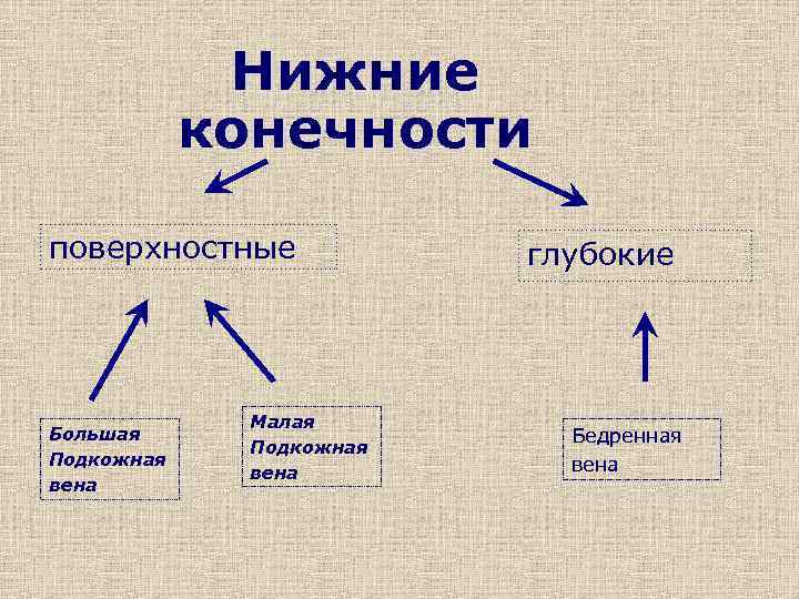 Нижние конечности поверхностные Большая Подкожная вена Малая Подкожная вена глубокие Бедренная вена 