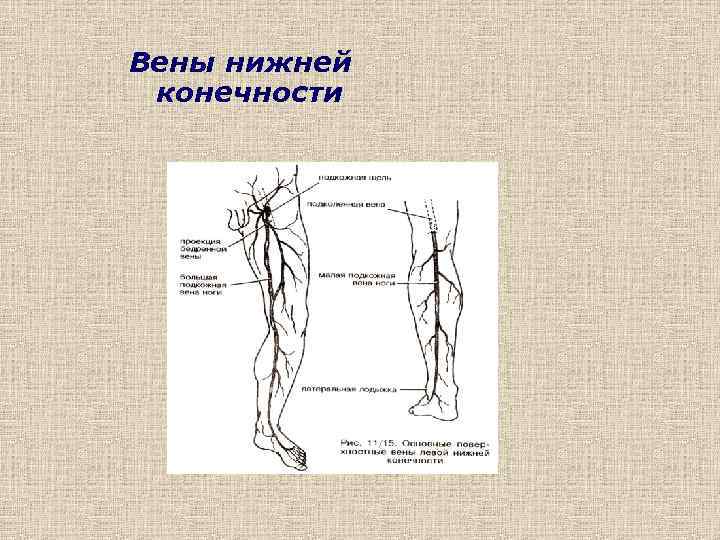 Перфорантные вены нижних конечностей это