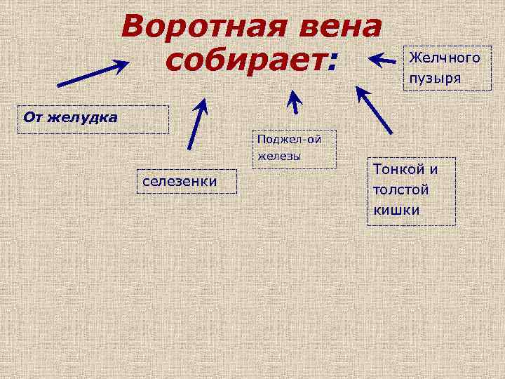 Воротная вена собирает: Желчного пузыря От желудка Поджел-ой железы селезенки Тонкой и толстой кишки