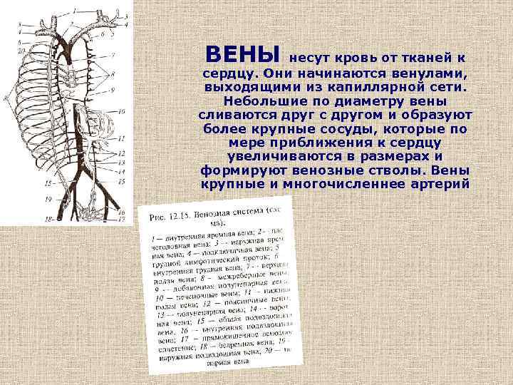 Диаметр вены. Вены несут кровь к сердцу или от сердца. Вены несут кровь к сердцу. Верхняя полая Вена несет кровь в.