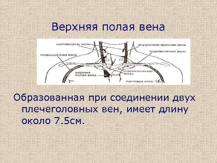 Нижняя полая вена образуется при слиянии