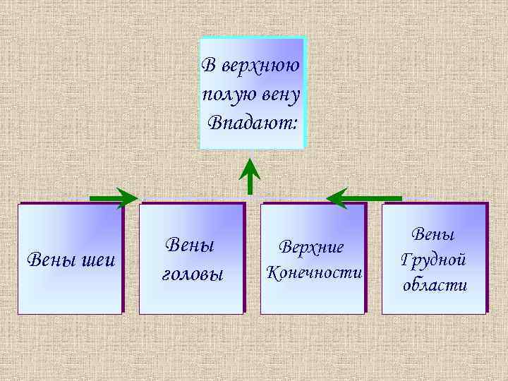В верхнюю полую вену Впадают: Вены шеи Вены головы Верхние Конечности Вены Грудной области