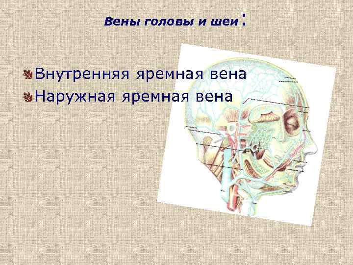 : Вены головы и шеи Внутренняя яремная вена Наружная яремная вена 