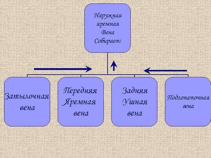 Наружная яремная Вена Собирает: Затылочная вена Передняя Яремная вена Задняя Ушная вена Подлопаточная вена