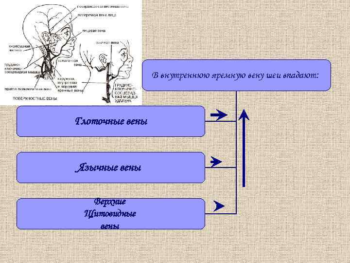 В внутреннюю яремную вену шеи впадают: Глоточные вены Язычные вены Верхние Щитовидные вены 