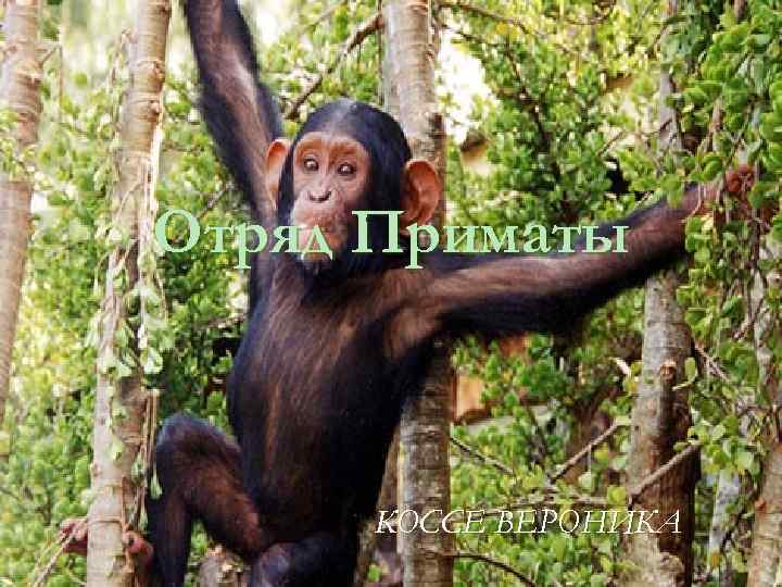 Отряд Приматы КОССЕ ВЕРОНИКА 