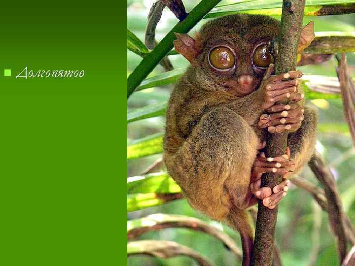 n Долгопятов 