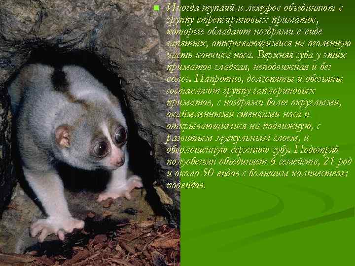 n Иногда тупаий и лемуров объединяют в группу стрепсириновых приматов, которые обладают ноздрями в