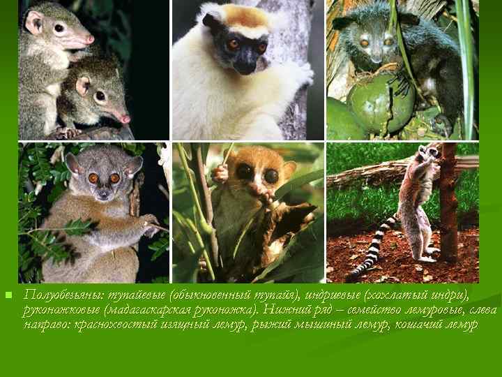n Полуобезьяны: тупайевые (обыкновенный тупайя), индриевые (хохлатый индри), руконожковые (мадагаскарская руконожка). Нижний ряд –