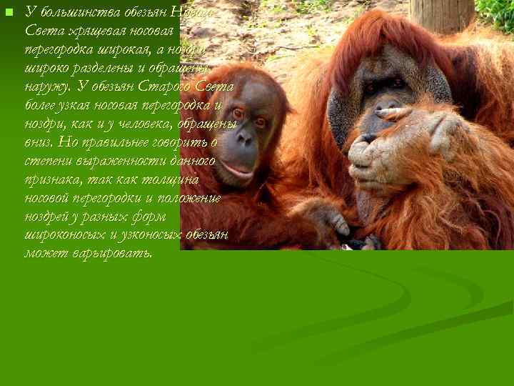 n У большинства обезьян Нового Света хрящевая носовая перегородка широкая, а ноздри широко разделены