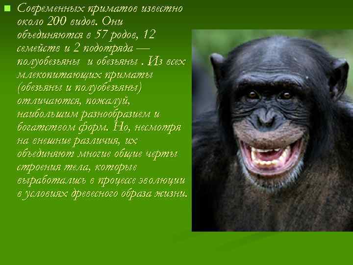 n Современных приматов известно около 200 видов. Они объединяются в 57 родов, 12 семейств