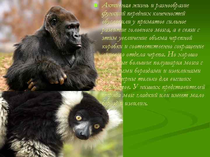 n Активная жизнь и разнообразие функций передних конечностей обусловили у приматов сильное развитие головного