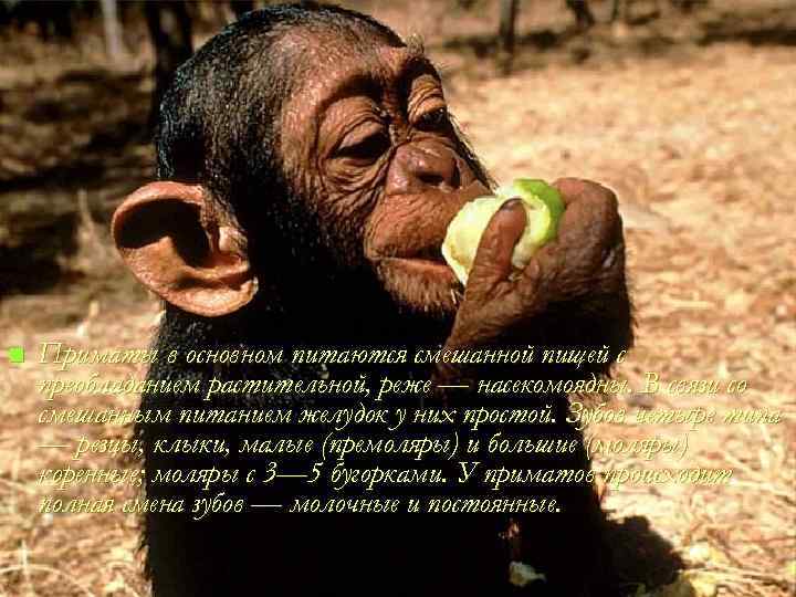n Приматы в основном питаются смешанной пищей с преобладанием растительной, реже — насекомоядны. В