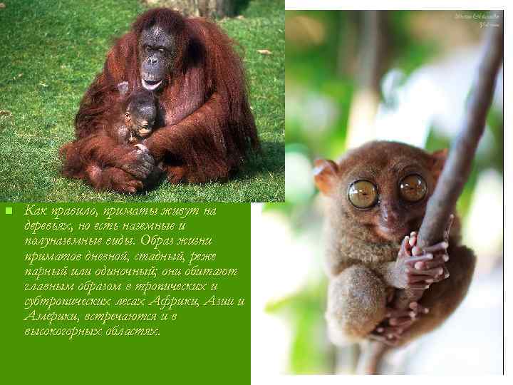 n Как правило, приматы живут на деревьях, но есть наземные и полуназемные виды. Образ