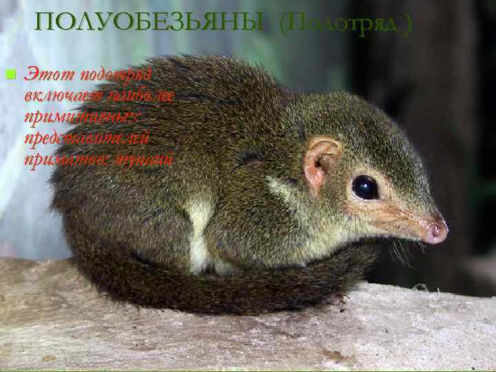 ПОЛУОБЕЗЬЯНЫ (Подотряд ) n Этот подотряд включает наиболее примитивных представителей приматов: тупаий 