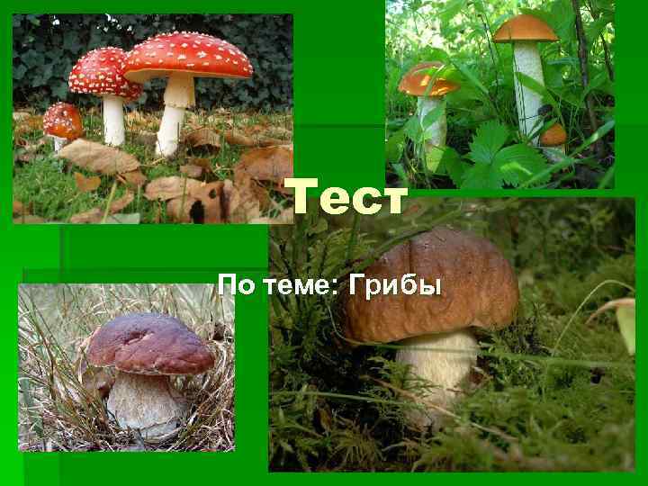 Тест по теме грибы