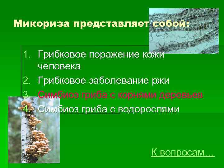 Микориза представляет собой: 1. Грибковое поражение кожи человека 2. Грибковое заболевание ржи 3. Симбиоз