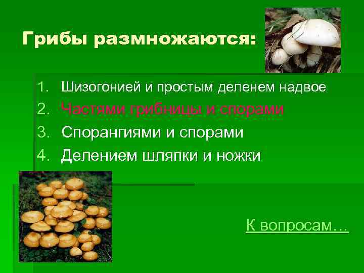 Грибы размножаются. Как размножаются грибы. Грибы размножение. Грибы которые размножаются спорами. Гриб может размножаться?.