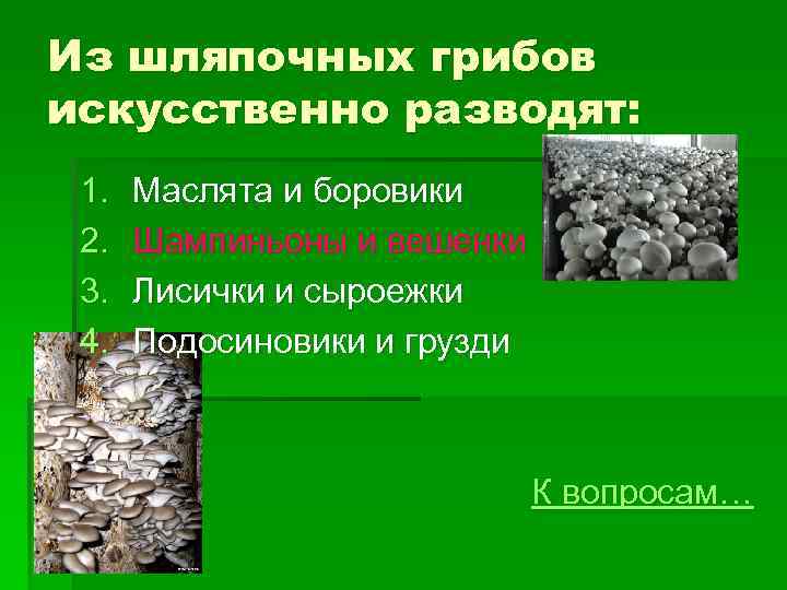 Из шляпочных грибов искусственно разводят: 1. 2. 3. 4. Маслята и боровики Шампиньоны и