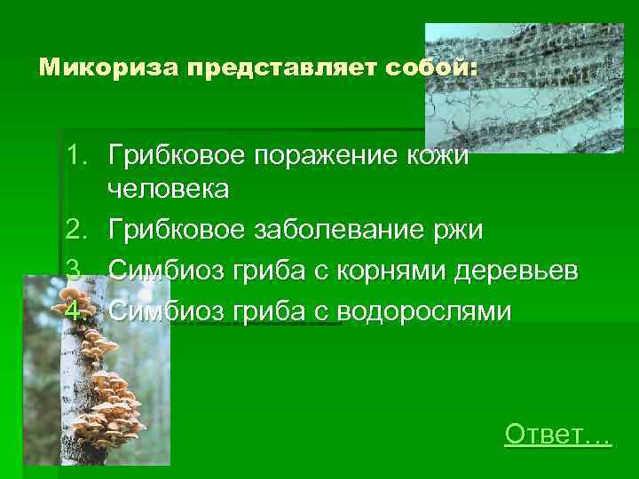 Микориза представляет собой: 1. Грибковое поражение кожи человека 2. Грибковое заболевание ржи 3. Симбиоз